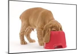 Cocker Spaniel Puppy with Head in Feeding Bowl-null-Mounted Photographic Print