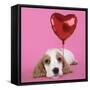 Cocker Spaniel Puppy with Heart Shaped Balloon-null-Framed Stretched Canvas