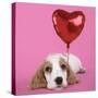 Cocker Spaniel Puppy with Heart Shaped Balloon-null-Stretched Canvas