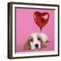 Cocker Spaniel Puppy with Heart Shaped Balloon-null-Framed Photographic Print