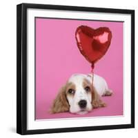 Cocker Spaniel Puppy with Heart Shaped Balloon-null-Framed Photographic Print