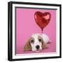 Cocker Spaniel Puppy with Heart Shaped Balloon-null-Framed Photographic Print