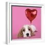 Cocker Spaniel Puppy with Heart Shaped Balloon-null-Framed Photographic Print