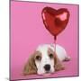 Cocker Spaniel Puppy with Heart Shaped Balloon-null-Mounted Photographic Print