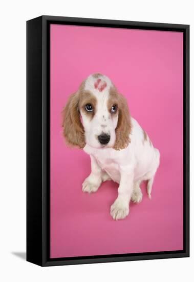 Cocker Spaniel Puppy with 'Kiss' on Head-null-Framed Stretched Canvas