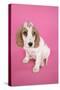 Cocker Spaniel Puppy with 'Kiss' on Head-null-Stretched Canvas