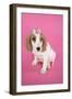 Cocker Spaniel Puppy with 'Kiss' on Head-null-Framed Photographic Print