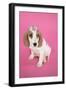 Cocker Spaniel Puppy with 'Kiss' on Head-null-Framed Photographic Print