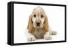 Cocker Spaniel Puppy-null-Framed Stretched Canvas