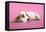 Cocker Spaniel Puppy-null-Framed Stretched Canvas