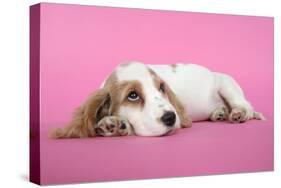 Cocker Spaniel Puppy-null-Stretched Canvas