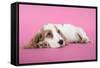 Cocker Spaniel Puppy-null-Framed Stretched Canvas