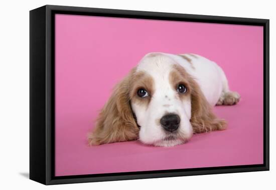 Cocker Spaniel Puppy-null-Framed Stretched Canvas