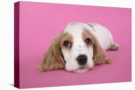 Cocker Spaniel Puppy-null-Stretched Canvas