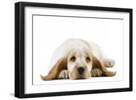 Cocker Spaniel Puppy-null-Framed Photographic Print