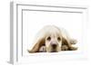 Cocker Spaniel Puppy-null-Framed Photographic Print