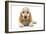 Cocker Spaniel Puppy-null-Framed Photographic Print