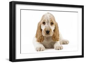 Cocker Spaniel Puppy-null-Framed Photographic Print