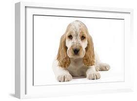 Cocker Spaniel Puppy-null-Framed Photographic Print