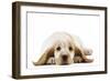 Cocker Spaniel Puppy-null-Framed Photographic Print