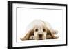 Cocker Spaniel Puppy-null-Framed Photographic Print