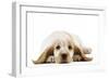 Cocker Spaniel Puppy-null-Framed Photographic Print