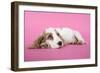 Cocker Spaniel Puppy-null-Framed Photographic Print