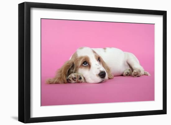 Cocker Spaniel Puppy-null-Framed Photographic Print