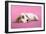 Cocker Spaniel Puppy-null-Framed Photographic Print