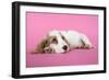 Cocker Spaniel Puppy-null-Framed Photographic Print