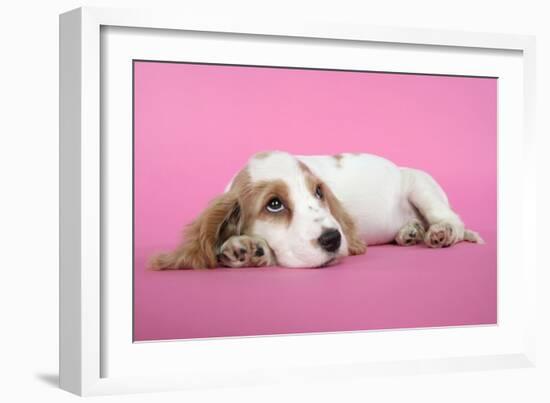 Cocker Spaniel Puppy-null-Framed Photographic Print