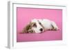 Cocker Spaniel Puppy-null-Framed Photographic Print