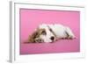 Cocker Spaniel Puppy-null-Framed Photographic Print