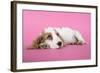 Cocker Spaniel Puppy-null-Framed Photographic Print