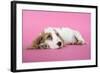 Cocker Spaniel Puppy-null-Framed Photographic Print