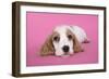 Cocker Spaniel Puppy-null-Framed Photographic Print