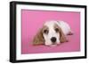 Cocker Spaniel Puppy-null-Framed Photographic Print