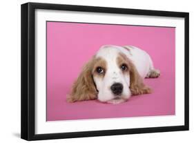 Cocker Spaniel Puppy-null-Framed Photographic Print