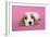 Cocker Spaniel Puppy-null-Framed Photographic Print