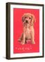 Cocker Spaniel Puppy-null-Framed Premium Giclee Print