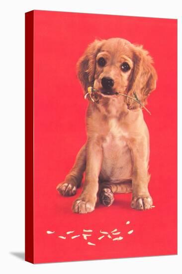 Cocker Spaniel Puppy-null-Stretched Canvas