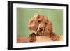 Cocker Spaniel Puppy-null-Framed Art Print