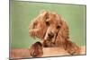 Cocker Spaniel Puppy-null-Mounted Art Print