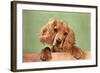 Cocker Spaniel Puppy-null-Framed Art Print