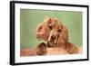 Cocker Spaniel Puppy-null-Framed Art Print