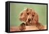 Cocker Spaniel Puppy-null-Framed Stretched Canvas