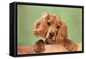 Cocker Spaniel Puppy-null-Framed Stretched Canvas