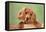 Cocker Spaniel Puppy-null-Framed Stretched Canvas