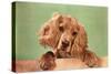 Cocker Spaniel Puppy-null-Stretched Canvas