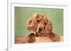 Cocker Spaniel Puppy-null-Framed Premium Giclee Print